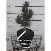 Сосна Гельдрейха 'Greece'